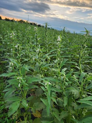형익님의 참깨 · 자유게시판 작성글 사진