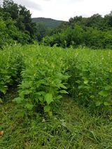 팜모닝 자유주제·자유게시판 게시글 이미지