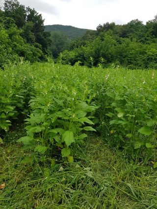 마늘 복숭아윤금자님의 자유주제 · 자유게시판 작성글 사진