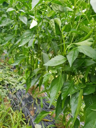 마늘 복숭아윤금자님의 자유주제 · 자유게시판 작성글 사진