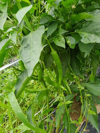 마늘 복숭아윤금자님의 자유주제 · 자유게시판 작성글 사진