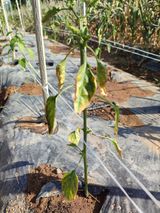 팜모닝 고추·병해충상담 게시글 이미지