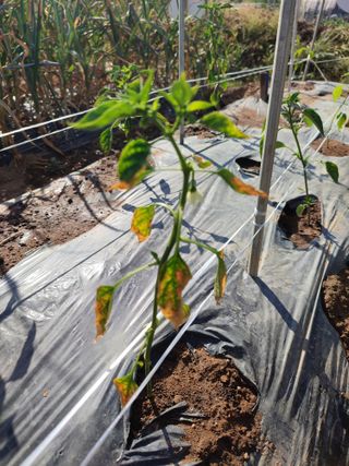 강호지락님의 고추 · 병해충상담 작성글 사진