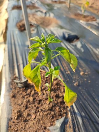 강호지락님의 고추 · 병해충상담 작성글 사진