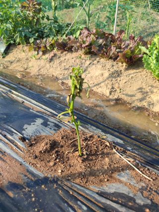 강호지락님의 고추 · 병해충상담 작성글 사진