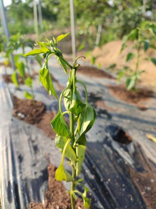 강호지락님의 고추 · 병해충상담 작성글 사진