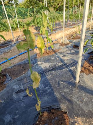 강호지락님의 고추 · 병해충상담 작성글 사진