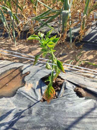 강호지락님의 고추 · 병해충상담 작성글 사진