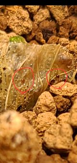 팜모닝 기타작물·병해충상담 게시글 이미지