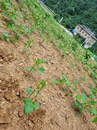 이상응님의 옥수수 · 자유게시판 작성글 사진