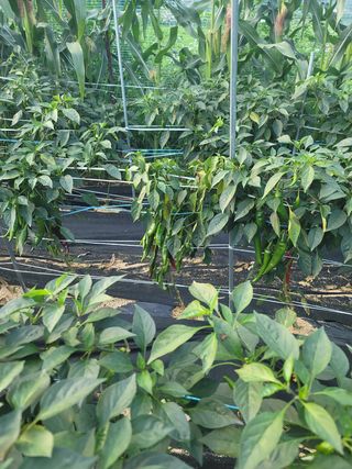 호경기님의 고추 · 영농일지 작성글 사진