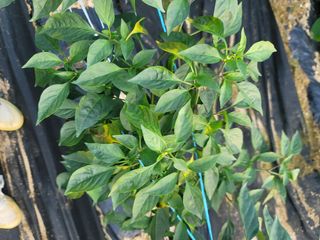 호경기님의 고추 · 영농일지 작성글 사진