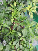 팜모닝 고추·병해충상담 게시글 이미지