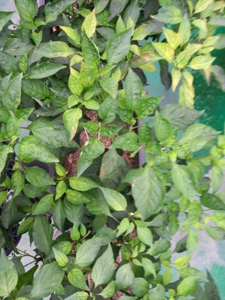 heon yeol님의 고추 · 병해충상담 작성글 사진