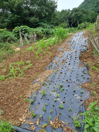 장광준님의 기타작물 · 영농일지 작성글 사진
