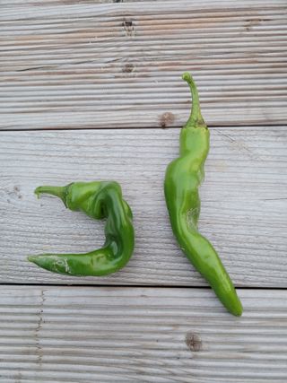 이상열님의 고추 · 병해충상담 작성글 사진