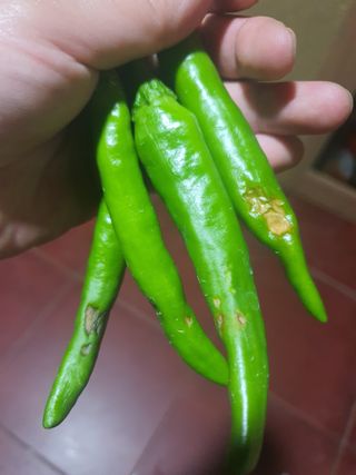 김송현님의 고추 · 병해충상담 작성글 사진