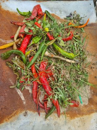 호미대장님의 고추 · 병해충상담 작성글 사진