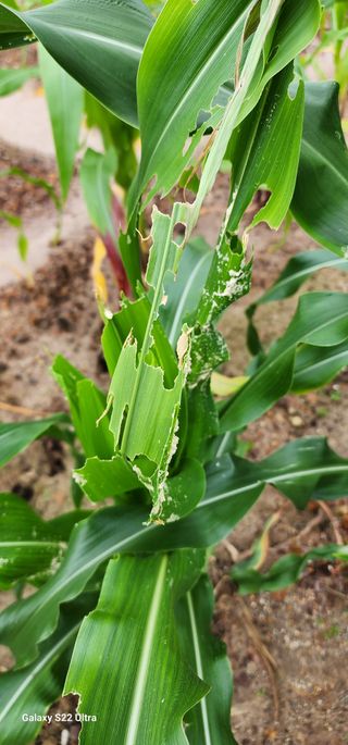 농업을꿈꾸다님의 옥수수 · 자유게시판 작성글 사진