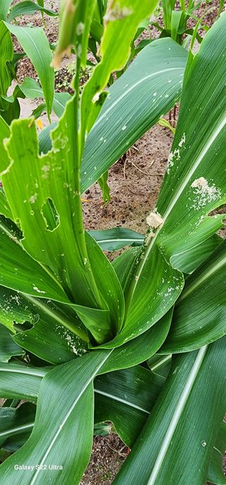 농업을꿈꾸다님의 옥수수 · 자유게시판 작성글 사진