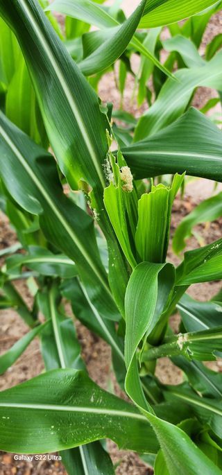 농업을꿈꾸다님의 옥수수 · 자유게시판 작성글 사진