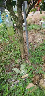 팜모닝 감·영농일지 게시글 이미지