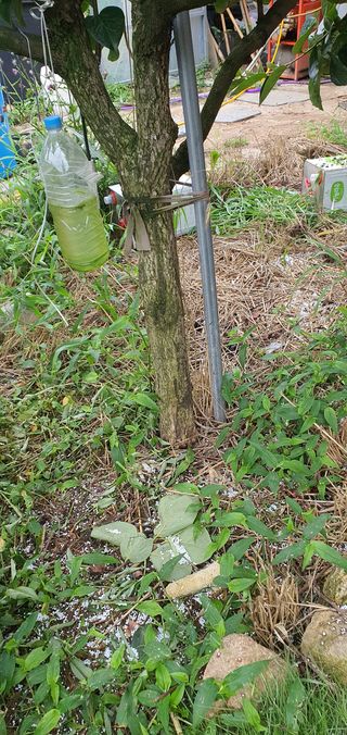 선진수님의 감 · 영농일지 작성글 사진