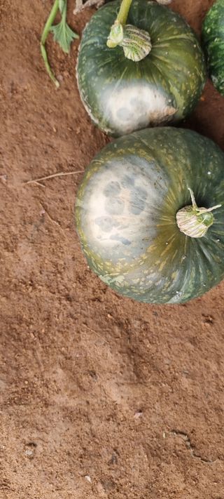 정태진님의 호박 · 병해충상담 작성글 사진