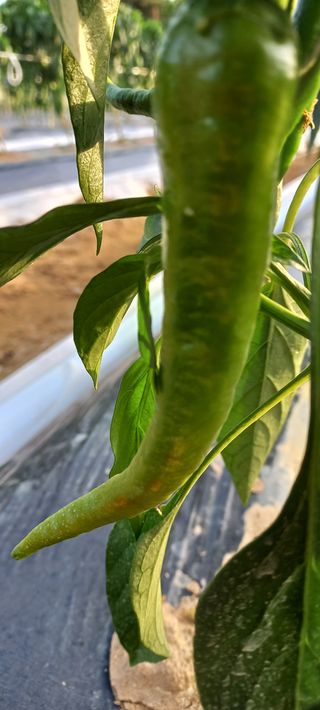 알 수 없음님의 고추 · 병해충상담 작성글 사진