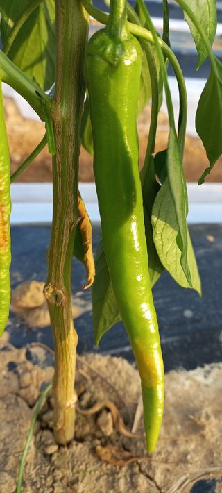 알 수 없음님의 고추 · 병해충상담 작성글 사진