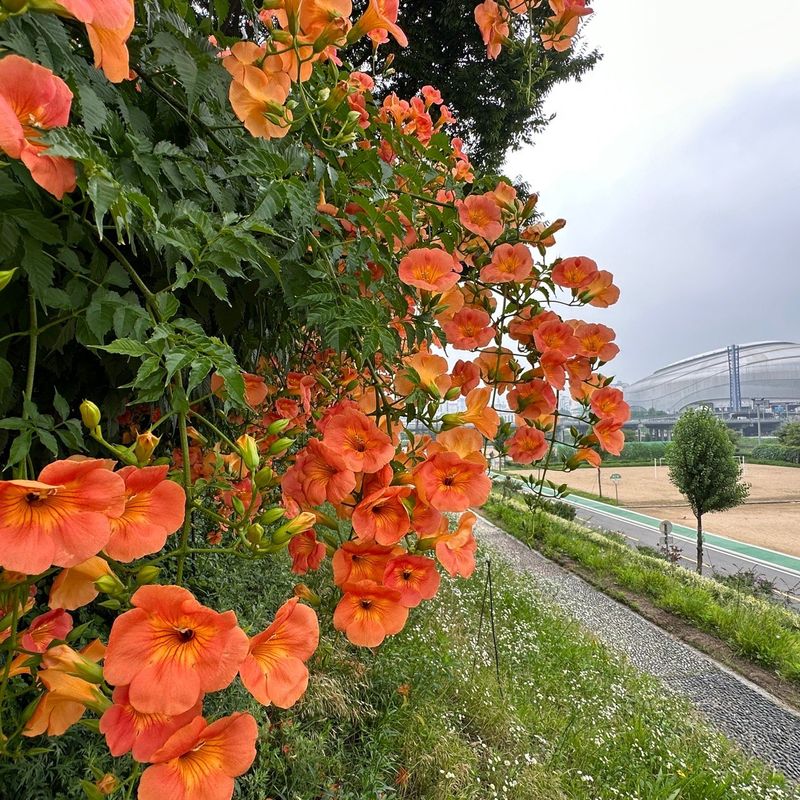 장터 상품 [능소화   꽃무룻] 썸네일