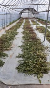 팜모닝 참깨·자유게시판 게시글 이미지