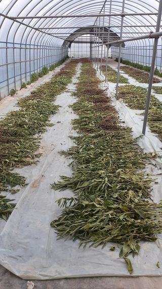 송광만님의 참깨 · 자유게시판 작성글 사진