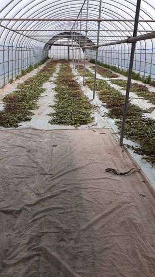 송광만님의 참깨 · 자유게시판 작성글 사진