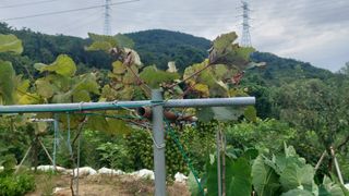 임곡농장김향중님의 포도 · 병해충상담 작성글 사진