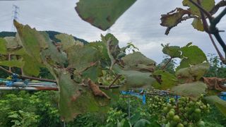 임곡농장김향중님의 포도 · 병해충상담 작성글 사진