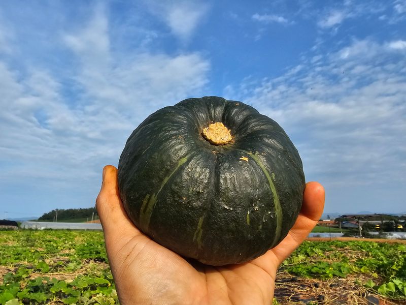 장터 상품 [무농약재배 미니밤호박(보우짱) 5kg] 썸네일