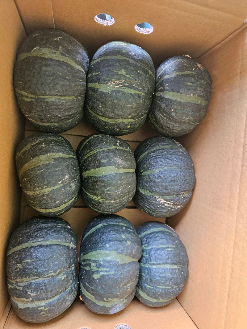 삼남매농장(김철민)님의 장터 판매 상품 [무농약재배 미니밤호박(보우짱) 5kg] 첨부 사진