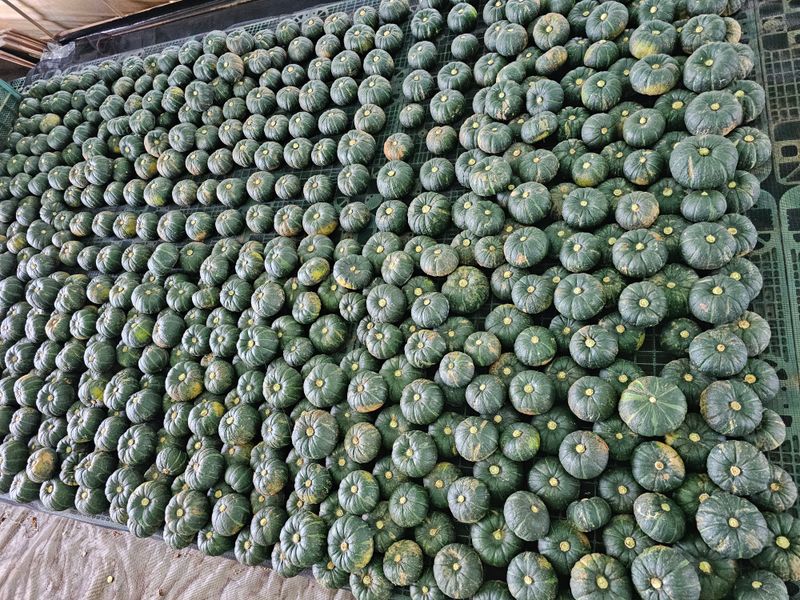 삼남매농장(김철민)님의 장터 판매 상품 [무농약재배 미니밤호박(보우짱) 5kg] 첨부 사진