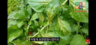 장인진님의 기타작물 · 병해충상담 작성글 사진