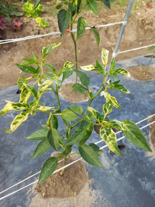 손바닥텃밭님의 고추 · 병해충상담 작성글 사진