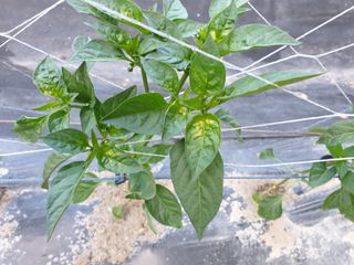 멋진산골사나이님의 기타작물 · 병해충상담 작성글 사진