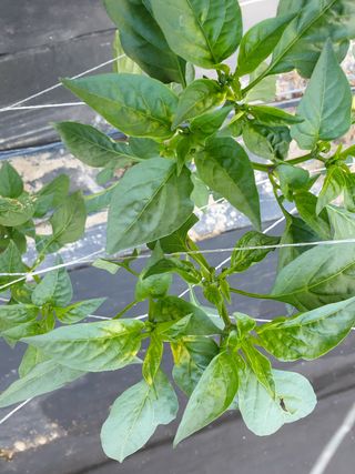 멋진산골사나이님의 기타작물 · 병해충상담 작성글 사진