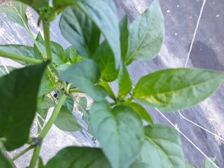 멋진산골사나이님의 기타작물 · 병해충상담 작성글 사진