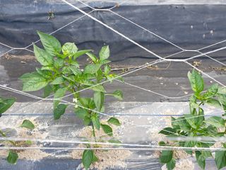 멋진산골사나이님의 기타작물 · 병해충상담 작성글 사진