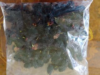 황갑선님의 기타작물 · 병해충상담 작성글 사진