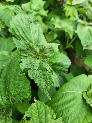 배순녀님의 들깨 · 병해충상담 작성글 사진