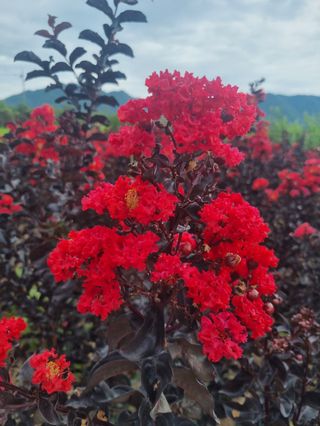 일심묘목농원님의 기타작물 · 자유게시판 작성글 사진