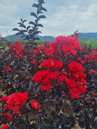 일심묘목농원님의 기타작물 · 자유게시판 작성글 사진