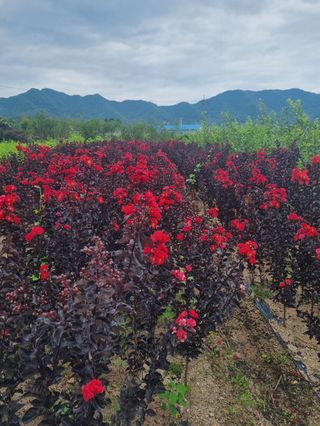 일심묘목농원님의 기타작물 · 자유게시판 작성글 사진